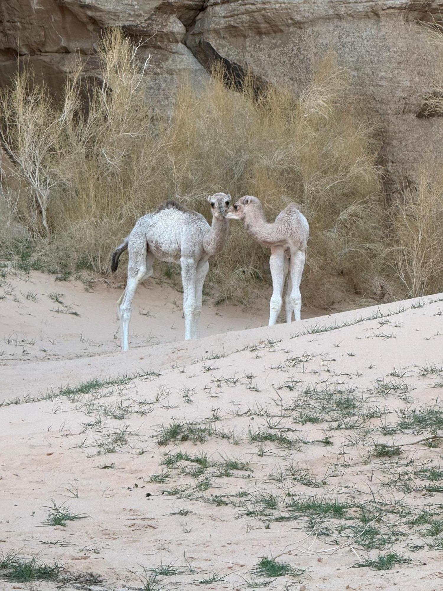Desert Bird Camp Wadi Rum Eksteriør bilde