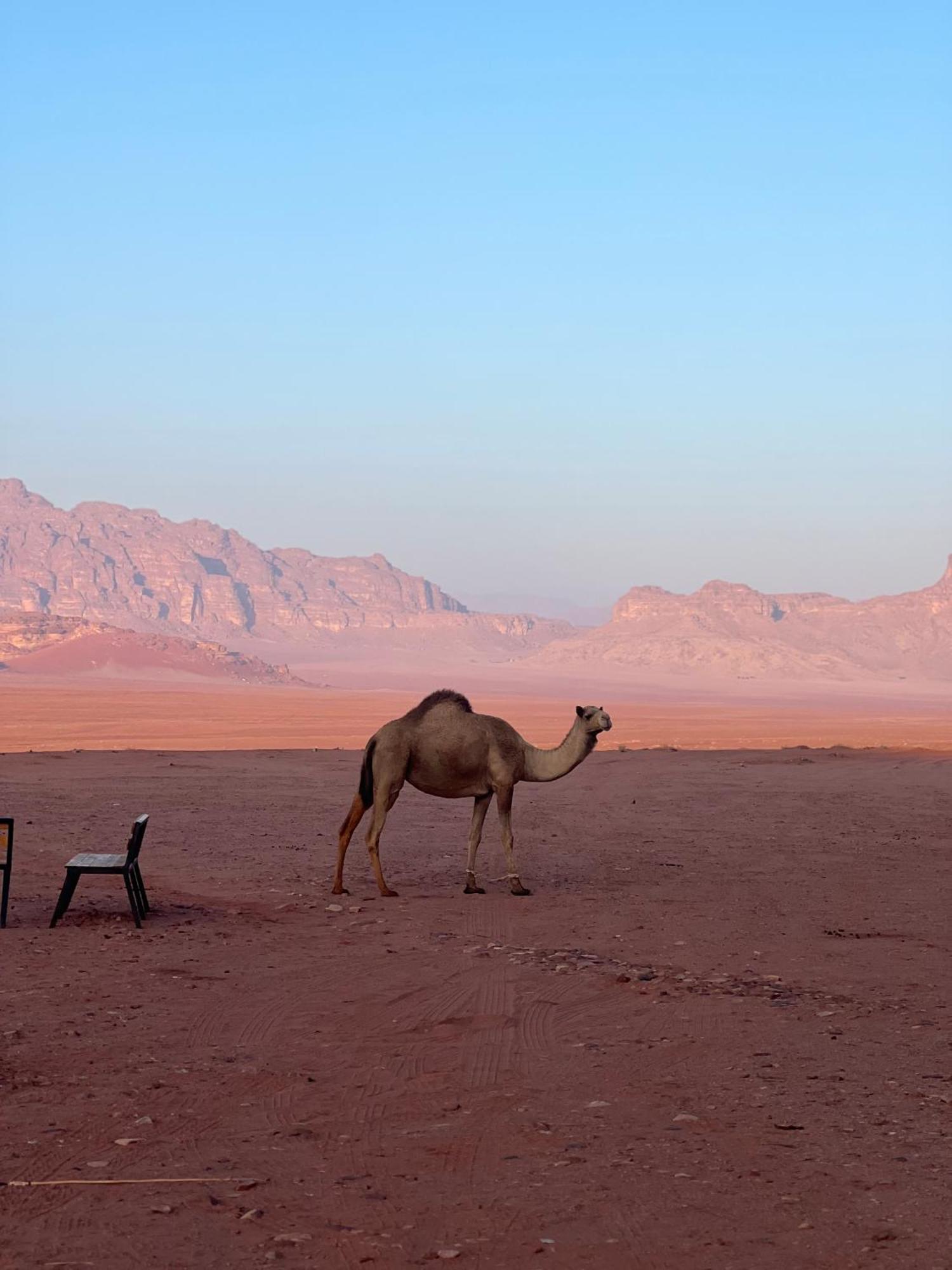 Desert Bird Camp Wadi Rum Eksteriør bilde